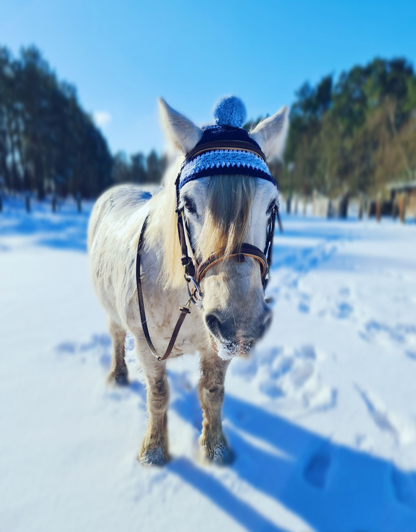 Pferdemütze Sternchen Solo – Bild 4