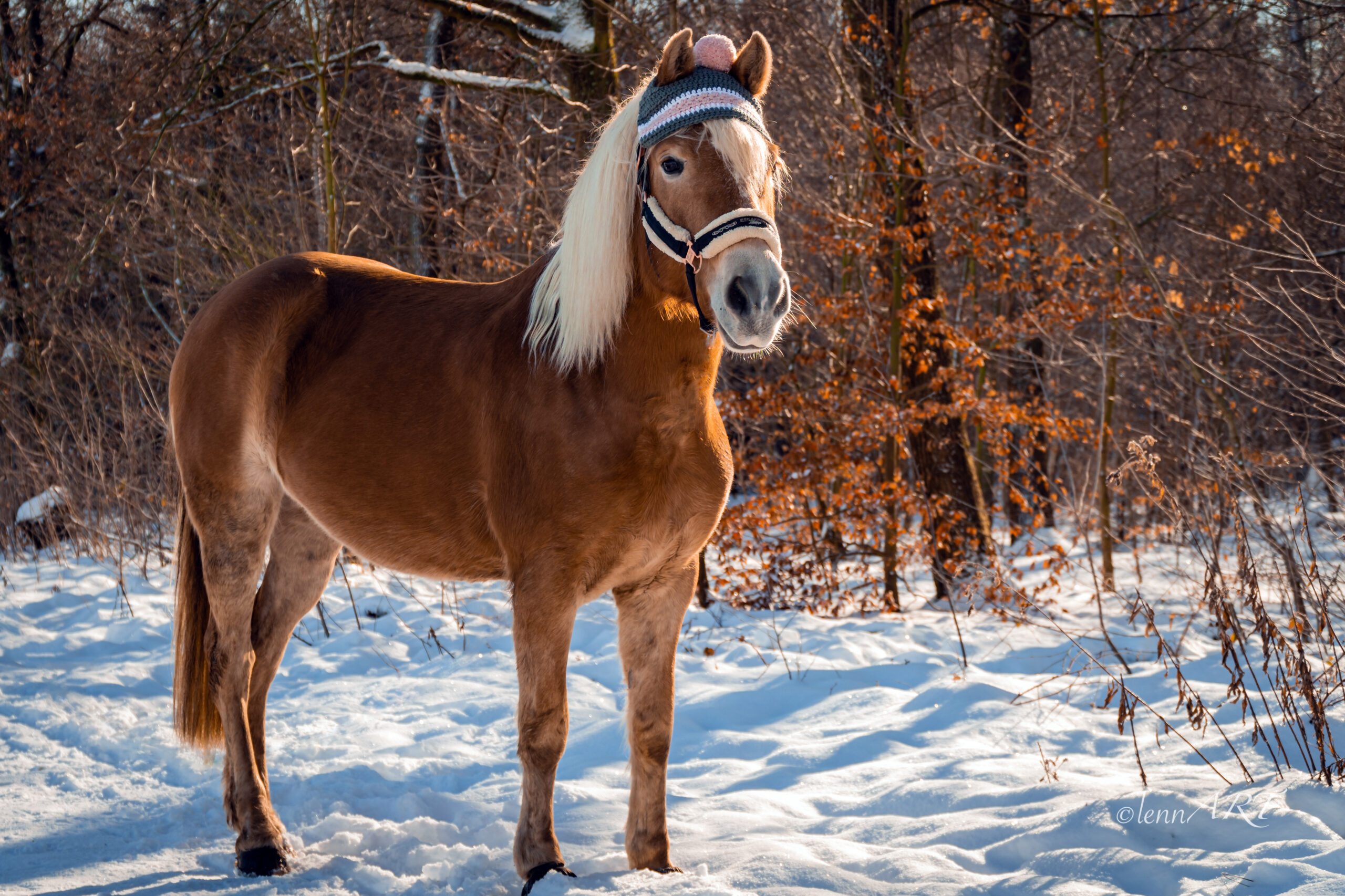 Pferdemütze Sternchen Solo – Bild 3
